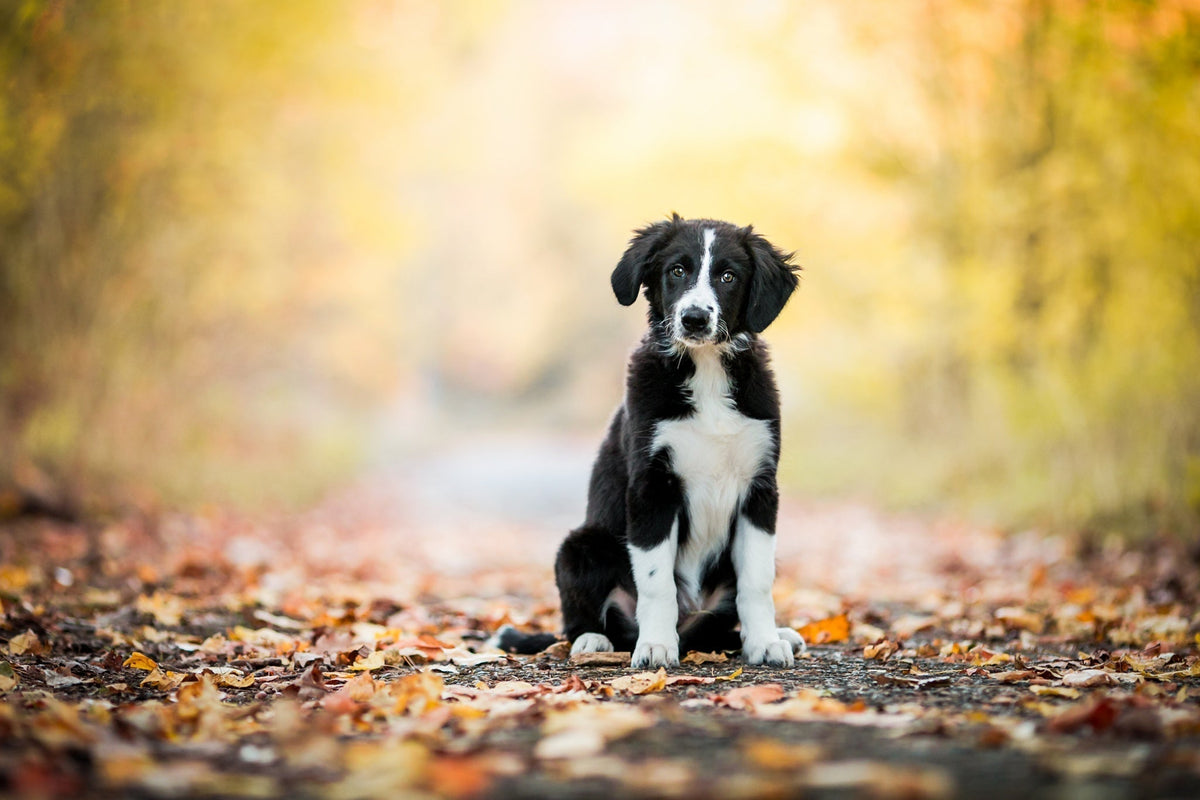 How My Rescue Dog Changed My Life