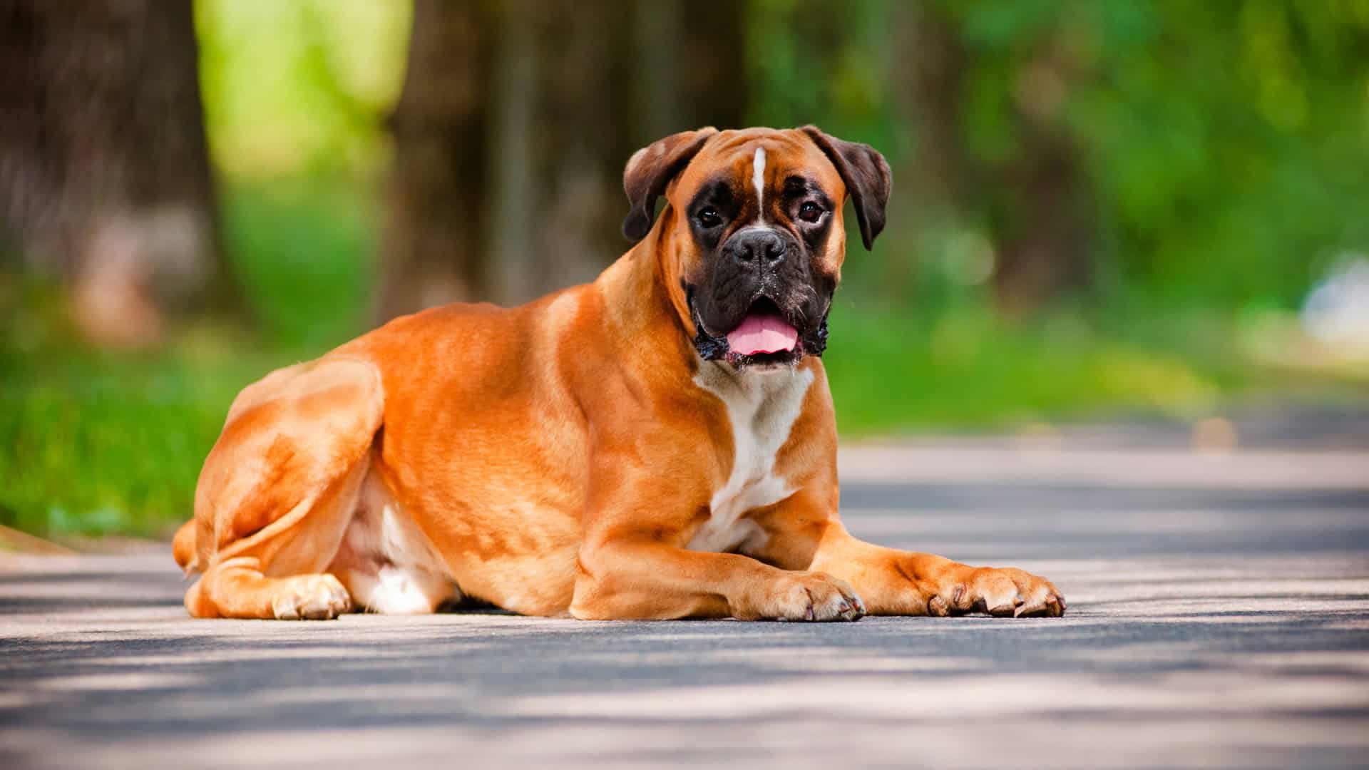 Seasonal Coat Care: How to Protect Your Dog’s Fur All Year Round
