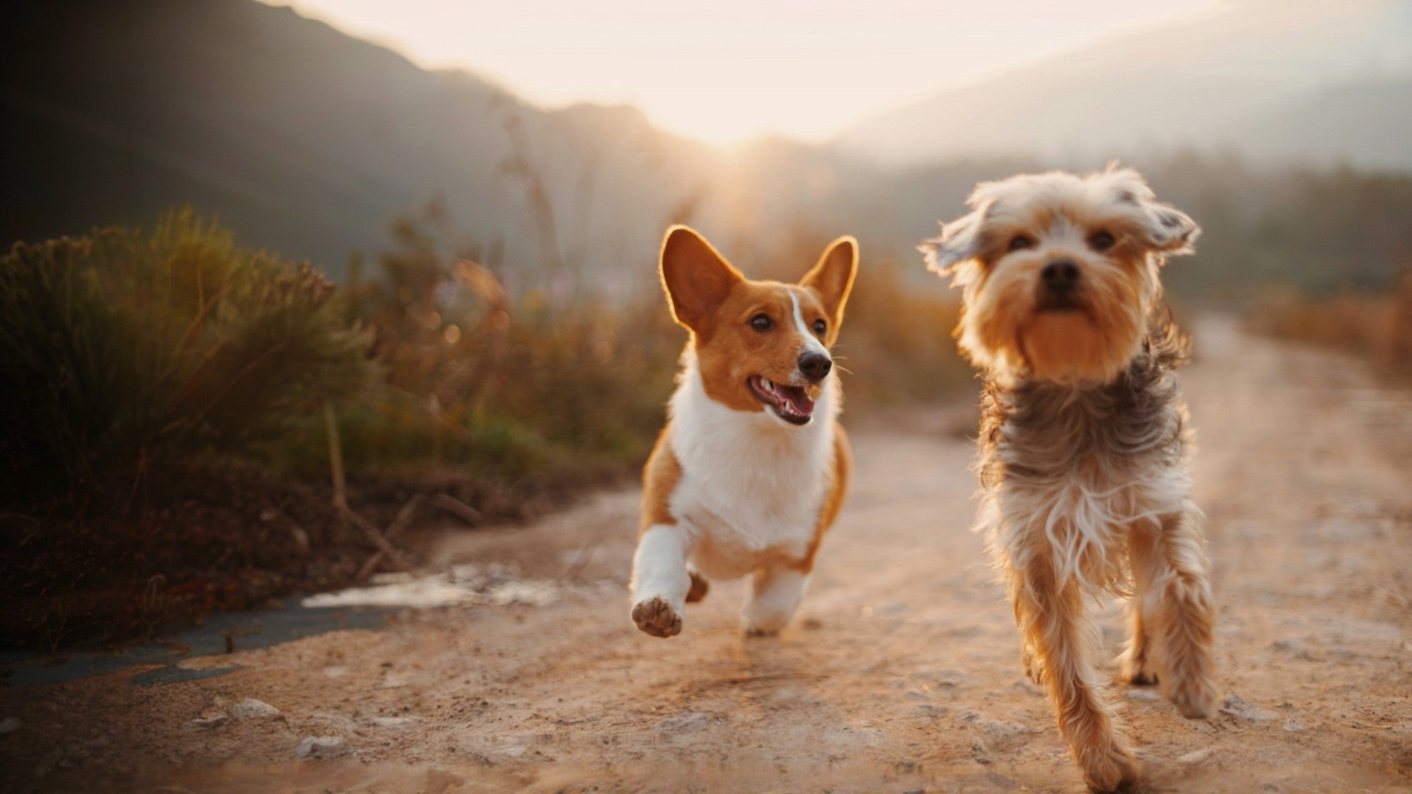 Nail Trimming Made Easy: How to Keep Your Dog’s Paws Healthy