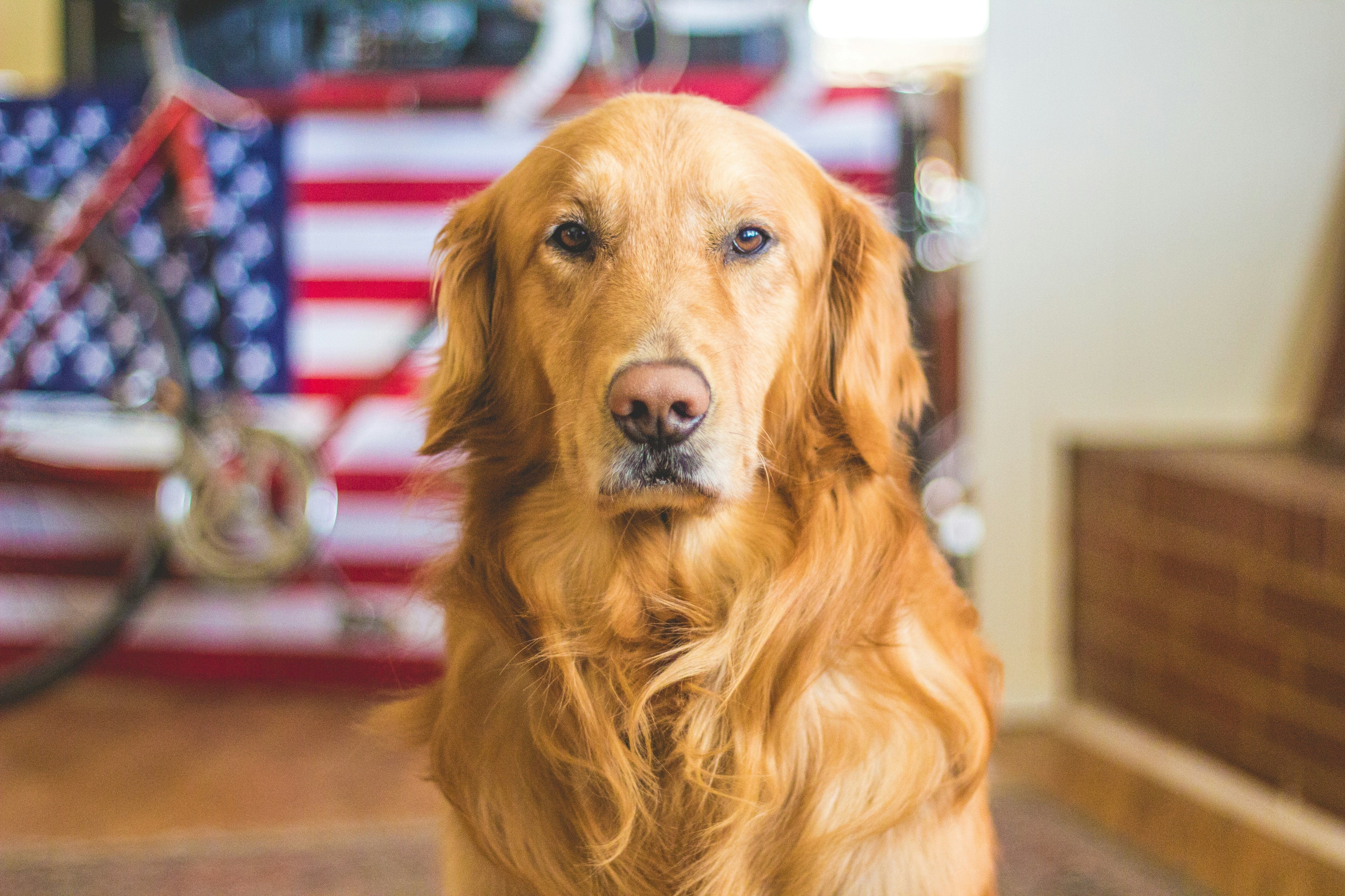 How to Keep Your Dog’s Coat Healthy and Shiny