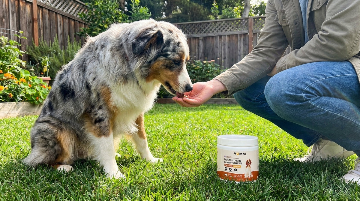 Why Dogs Lick Their Joints: Pain Signal