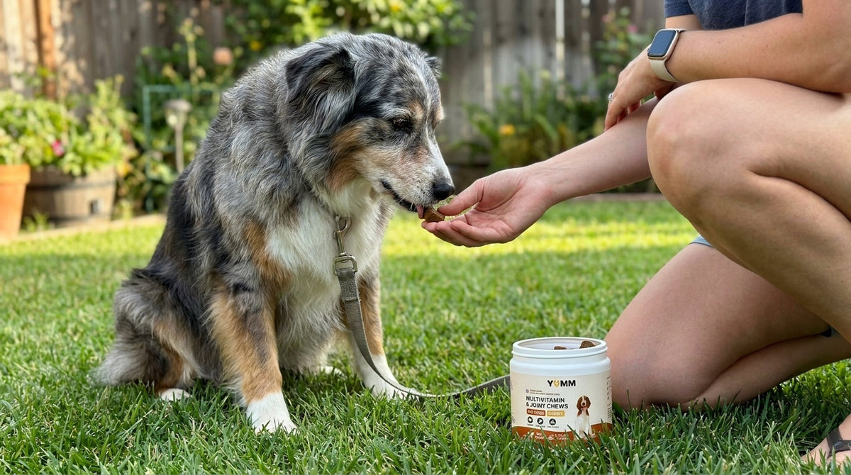 How to Get a Reluctant Senior Dog Out for Walks