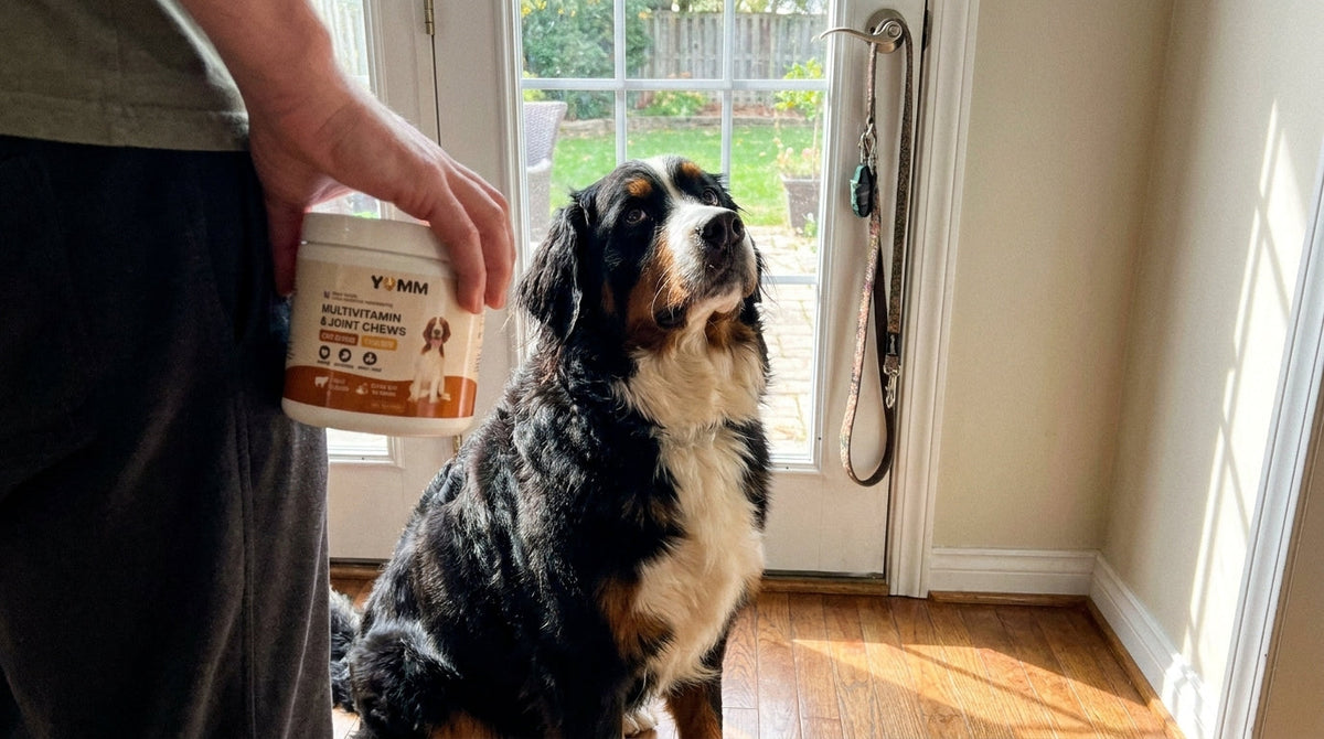 Hydrotherapy for Dogs: Worth the Drive?