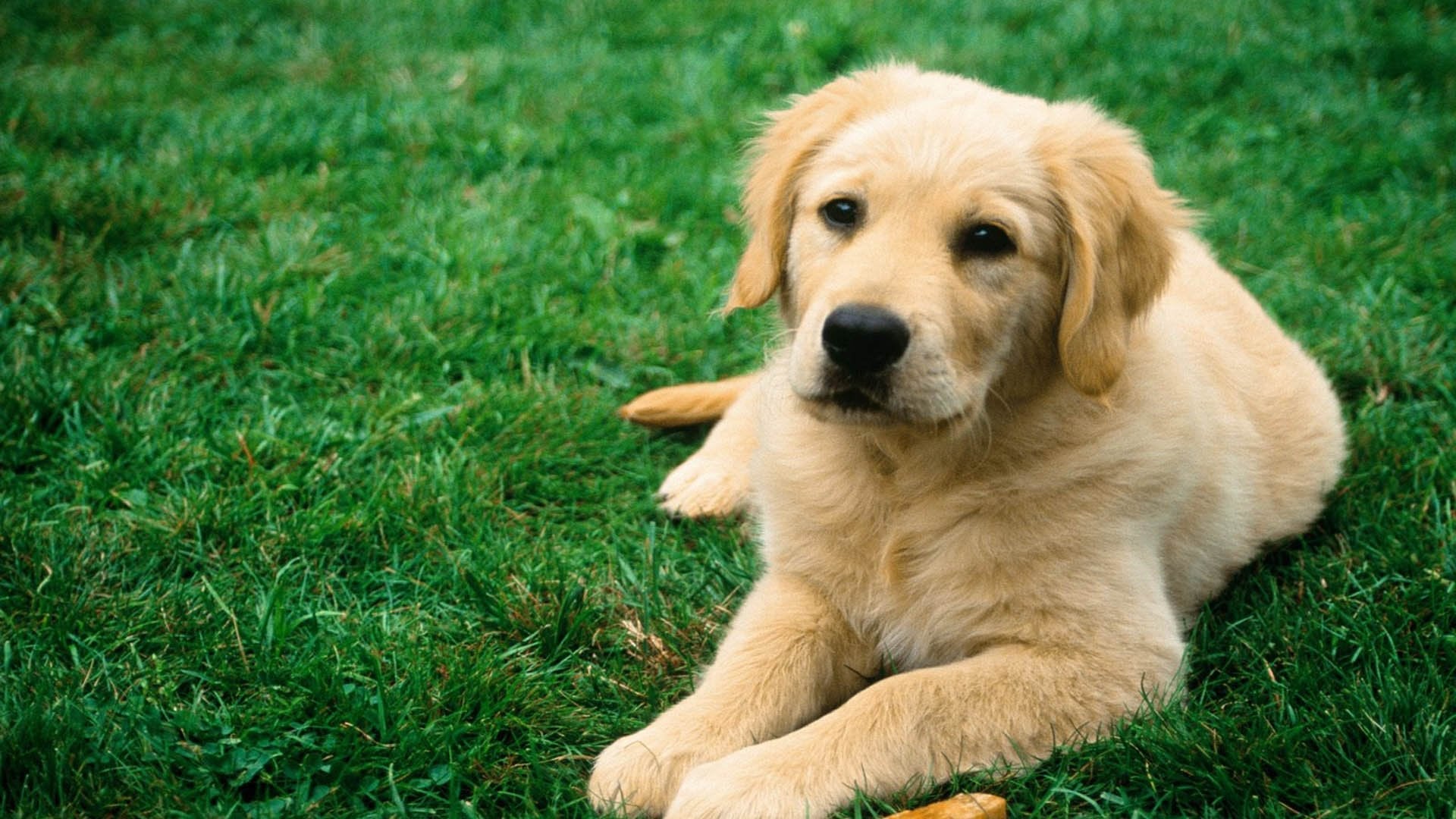 The Ultimate Guide to Feeding Your Dog Right: Healthy Habits for Every Pup
