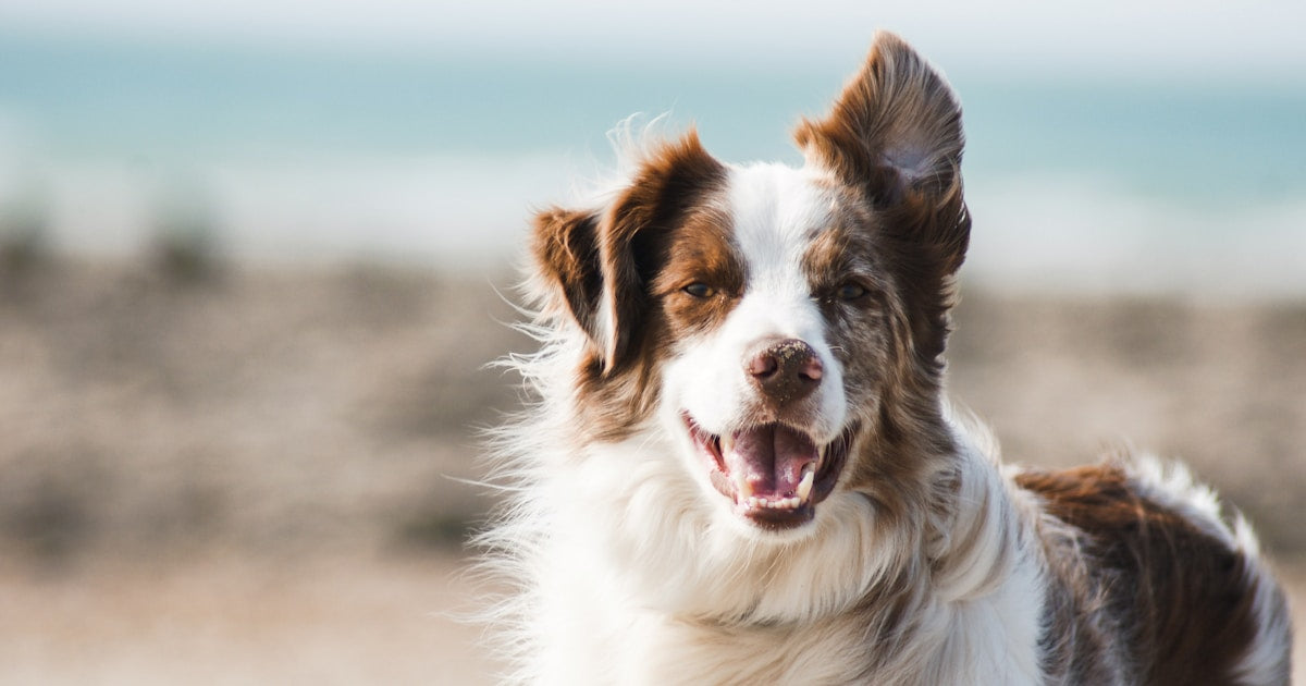 Joint Pain in Dogs