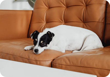 Often Should You Bathe Your Dog? The Complete Guide